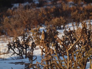 lookout quail
